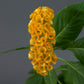 Celosia Seeds Celosia Neo Gold Cockscomb Seeds 25 Pelleted Seeds