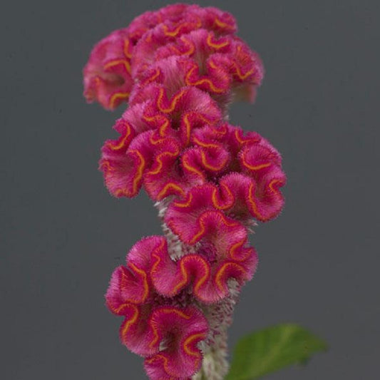 Celosia Seeds Celosia Neo Pink Cockscomb Seeds 25 Pelleted Seeds