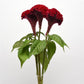 Celosia Seeds Celosia Neo Red Cockscomb Seeds 25 Pelleted Seeds