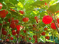 100 Chinese Paper Lantern Seeds Plant Seeds