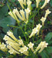 50 Cuphea Seeds White Cigar Plant Perennial Seeds