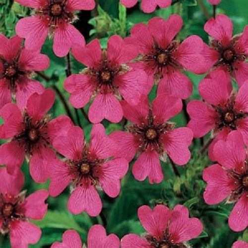 100 Cinquefoil Seeds Potentilla Nepalensis Flower Seeds