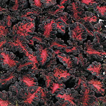 Coleus Seeds Black Dragon 50 thru 1,000 Seeds