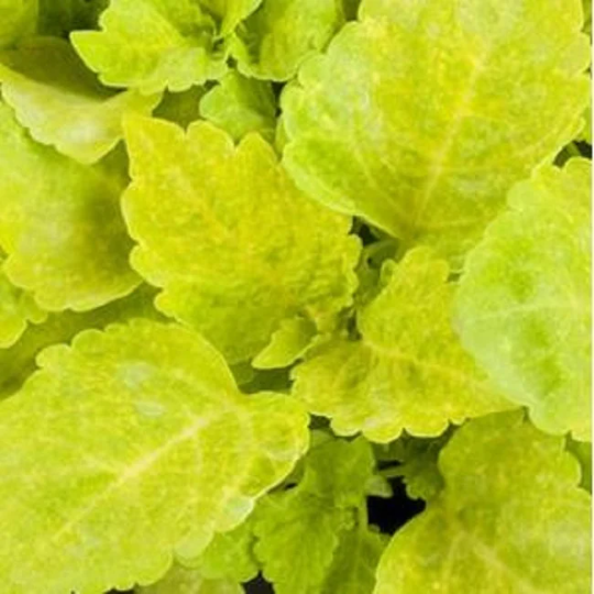 Coleus Seeds Fairway Yellow 50 Seeds Flower Seeds Pelleted