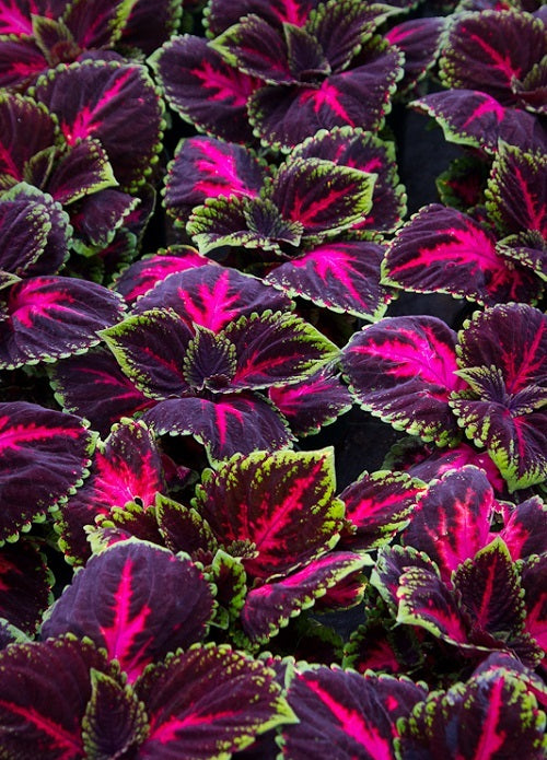 15 Pelleted Coleus Seeds Coleus Kong Red Giant Coleus