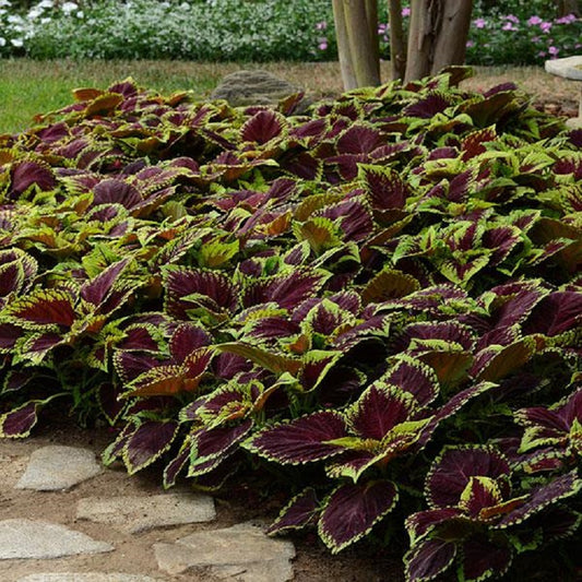 15 Pelleted Coleus Seeds Kong Scarlet Giant Coleus Seeds