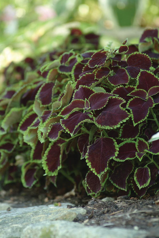 Pelleted Coleus Seeds Coleus Premium Sun Chocolate Mint 15 thru 100 Bulk Coleus Seeds