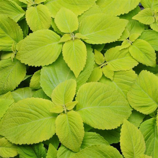 Pelleted Coleus Seeds Coleus Premium Sun Lime Delight 15 thru 100 Bulk Coleus Seeds