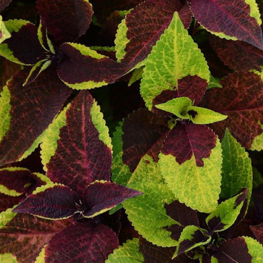 Pelleted Coleus Seeds Coleus Premium Sun Pinapple Suprise 15 thru 100 Bulk Coleus Seeds