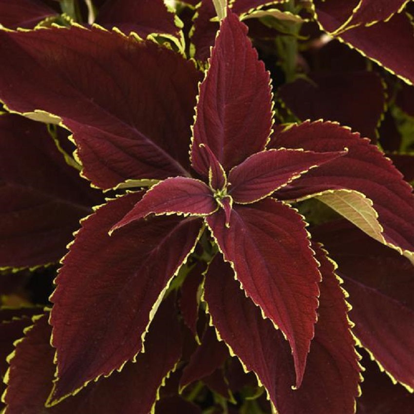 Coleus Seeds | Premium Sun Ruby Heart | 15 Pelleted Coleus Seeds