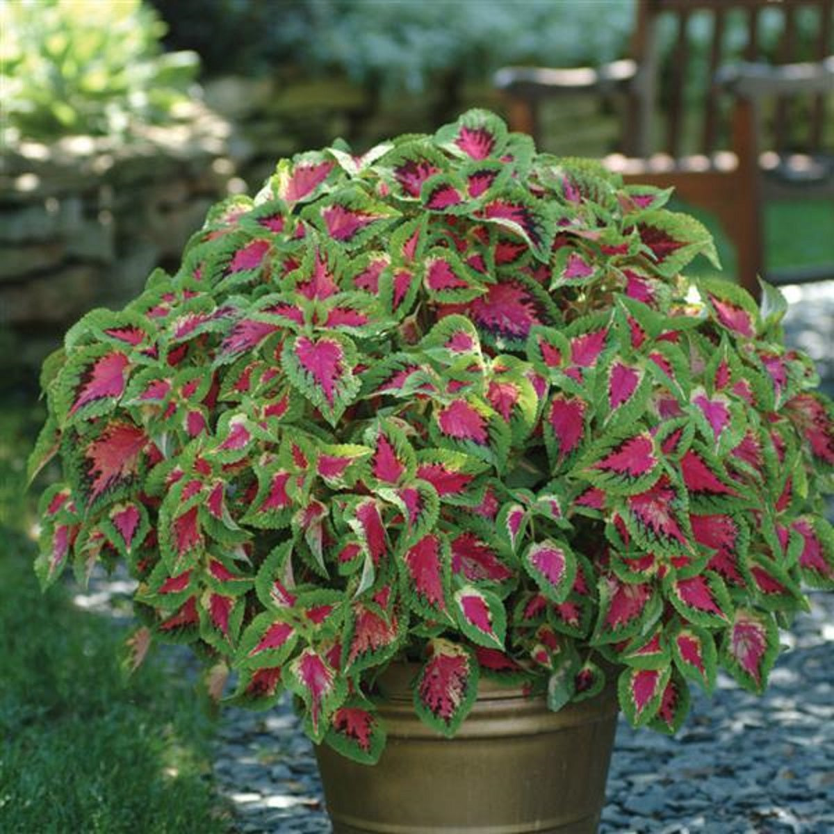 Pelleted Coleus Seeds Coleus Premium Sun Watermelon 15 thru 100 Bulk Coleus Seeds