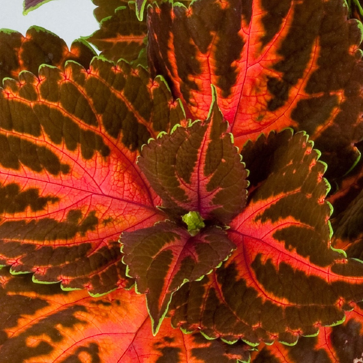 Pelleted Coleus Seeds Rainbow Festive Dance 25 thru 500 bulk seeds