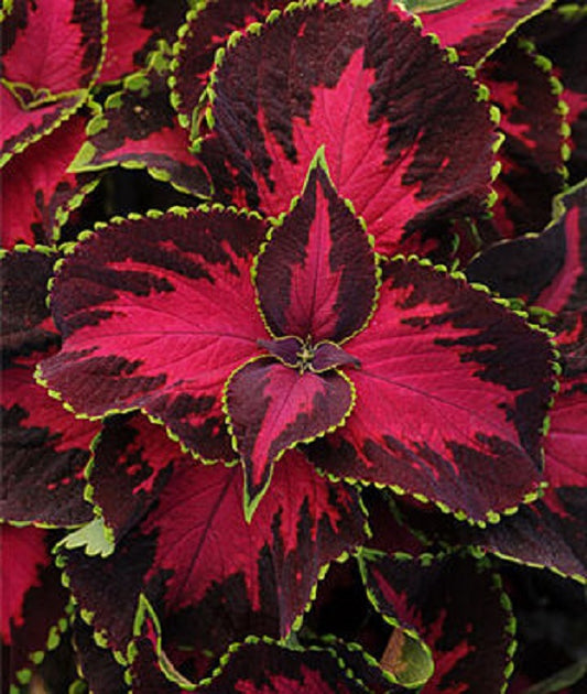 Pelleted Coleus Seeds Coleus Premium Sun Chocolate Cherry 15 thru 100 Bulk Coleus Seeds