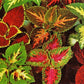 Coleus Seeds Rainbow Superfine Master Blend Mix Shade Plant 50 Seeds