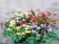 25 Aquilegie Seeds Columbine Music Mix