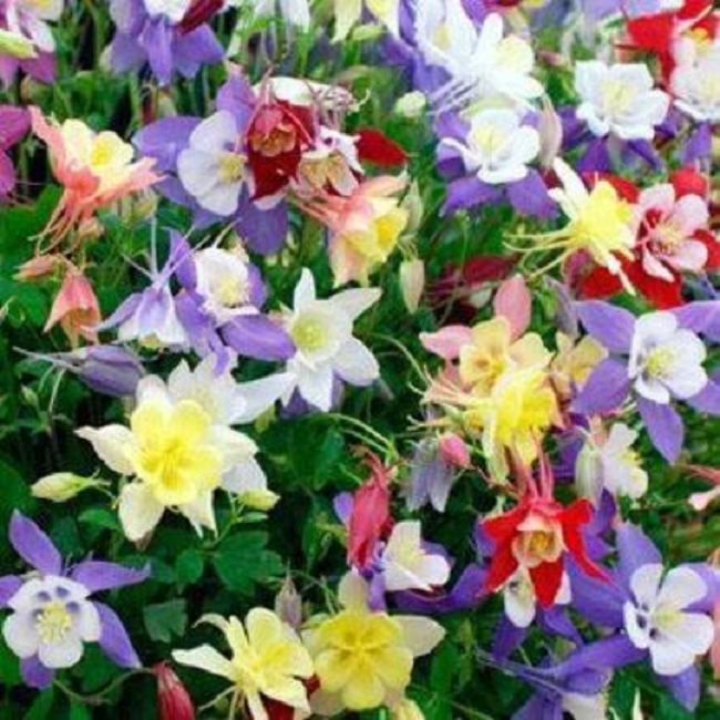 100 Columbine Seeds Caerulea Mix Perennial Flower Seeds