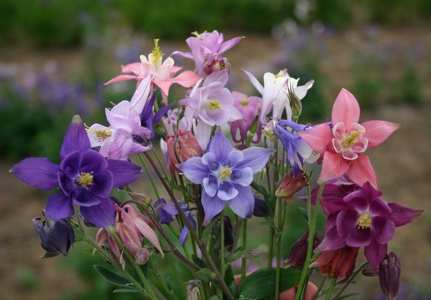 Columbine Seeds Aquilegia Seeds 100 Dwarf European Columbine Seeds