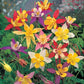 Columbine Seeds Mckanas Giant 200 Seeds Perennial Seeds