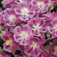 25 Columbine Seeds Aquilegia Winky Rose On Rose Seeds Perennial