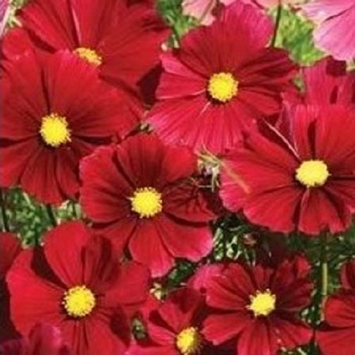 100 Cosmos Seeds Dazzler Flower Seeds