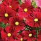 100 Cosmos Seeds Dazzler Flower Seeds