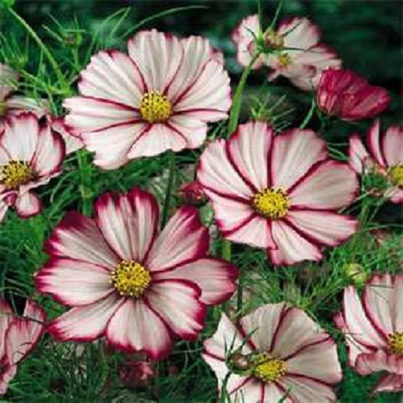 100 Cosmos Seeds Picotee Flower Seeds