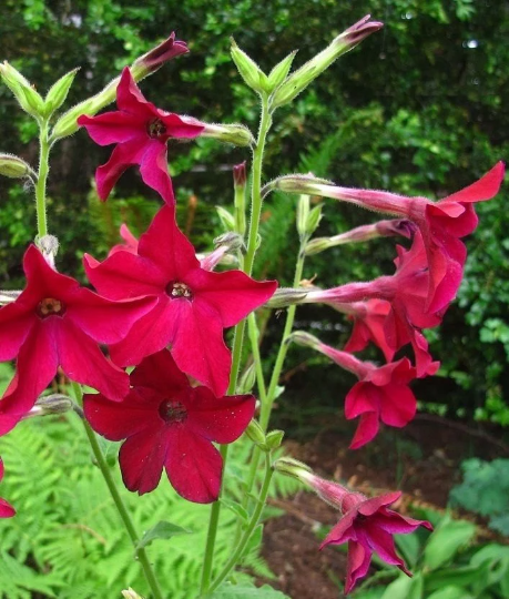 500 Crimson Bedder Seeds Nicotiana Alata Crimson Bedder Nicotiana Seeds