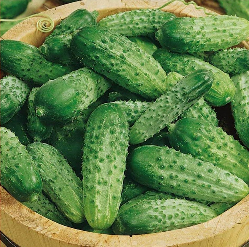 Cucumber Seeds Parisian Gherkin 50 Heirloom Cucumber Seeds