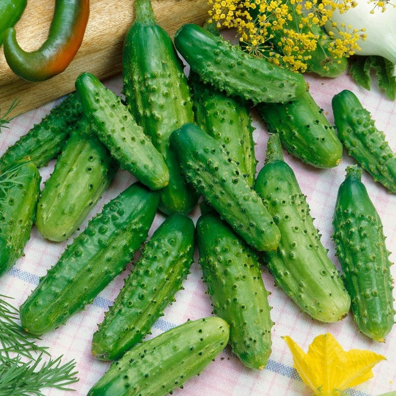 Cucumber Seeds Parisian Gherkin 50 Heirloom Cucumber Seeds