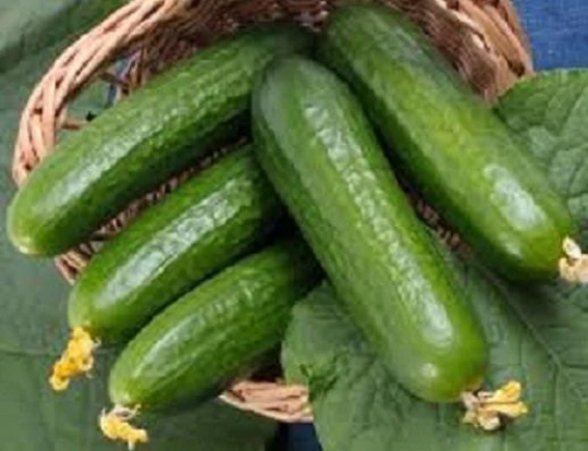 Cucumber Seeds Beit Alpha 25 Thru 100 Seeds Burpless Cucumber