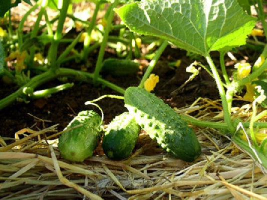 Cucumber Seeds Boston Pickling Cucumber 25 thru 100 Seeds Garden Seeds