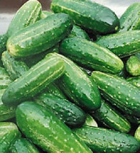 Cucumber Seeds Bush Pickle 25 thru 100 Bulk Cucumber Seeds