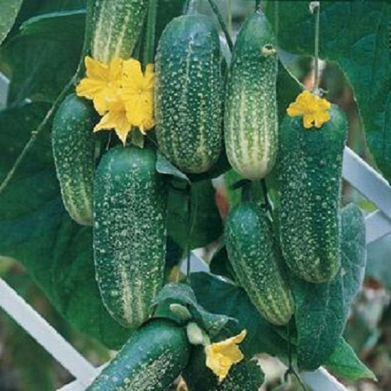 Burpless Cucumber Seeds Cool Breeze Cucumber 15 thru 100 Seeds