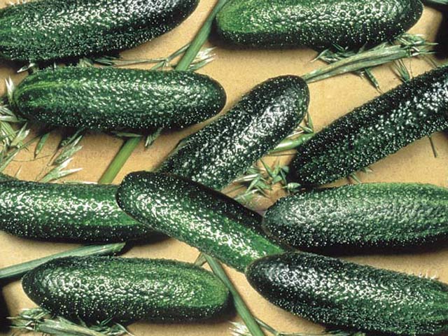 Burpless Cucumber Seeds Cool Breeze Cucumber 25 Seeds