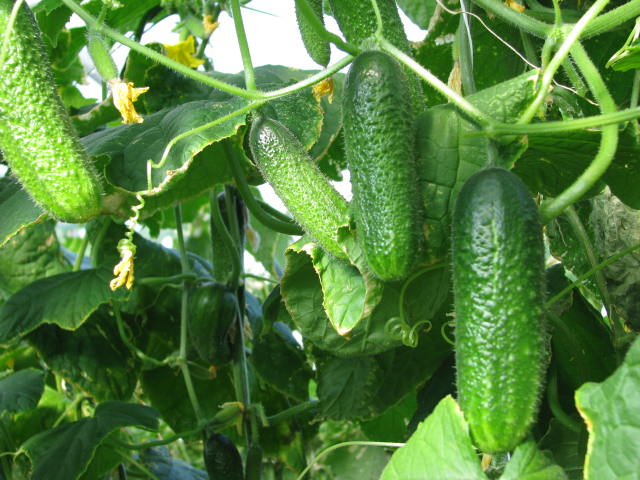 Cool Breeze Cucumber Seeds 50 Burpless Cucumber Seeds