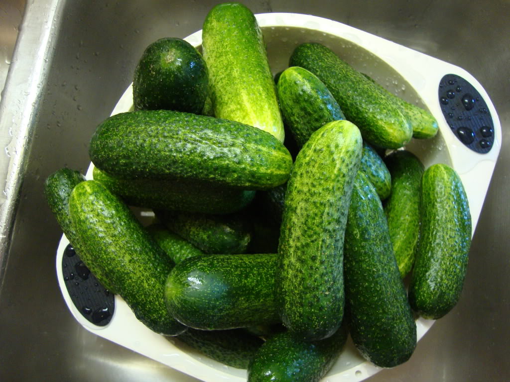 Burpless Cucumber Seeds Cool Breeze Cucumber 25 Seeds