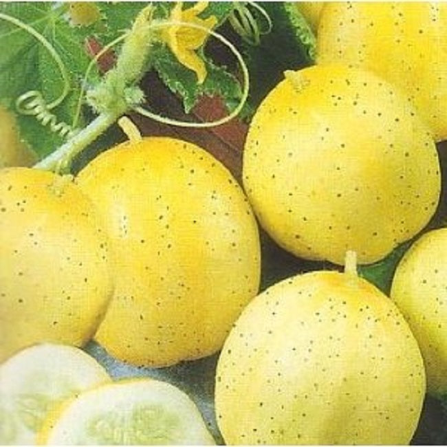 Cucumber Seeds Lemon Cucumber 25 thru 500 Garden Seeds