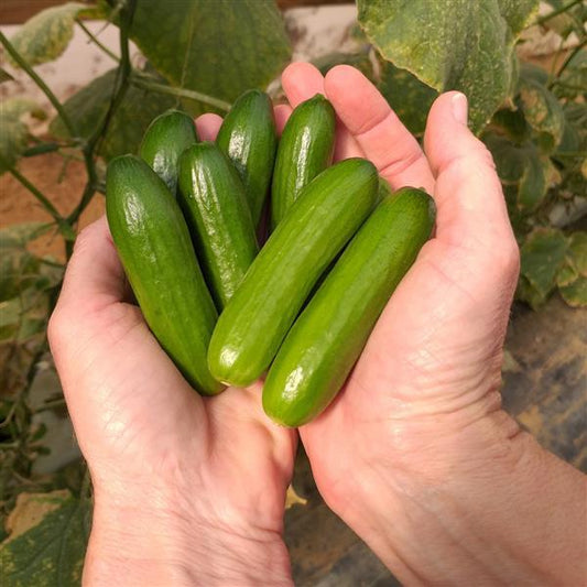 25 Cucumber Seeds Mini Me Vegetable Seeds