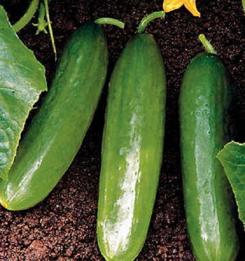 Cucumber Seeds Slicer Diva Hybrid Cucumber Seeds 25 thru 100 Bulk Cucumber Seeds