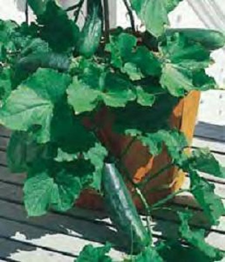 Cucumber Seeds Spacemaster 25 thru 100 Seeds Vegetable Seeds