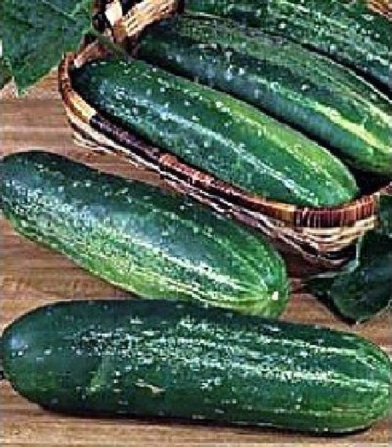 Cucumber Seeds Straight Eight 25 thru 100 Seeds