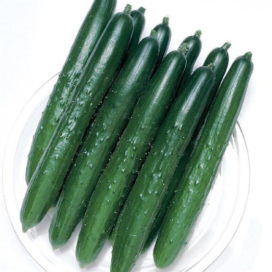 25 Cucumber Seeds Cucumber Summer Top Vegetable Seeds