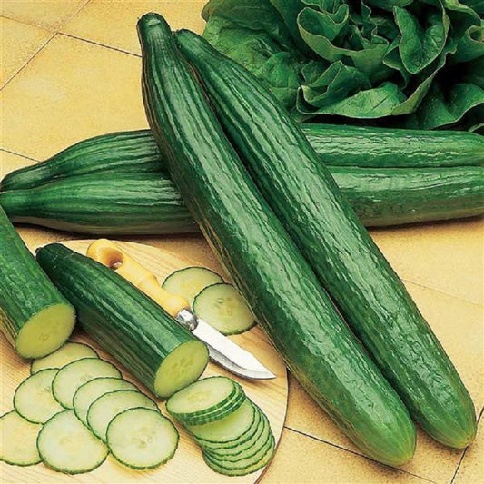 25 English Cucumber Seeds Cucumber Telegraph Improved