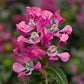 25 Cuphea Seeds Sriracha Pink Flower Seeds