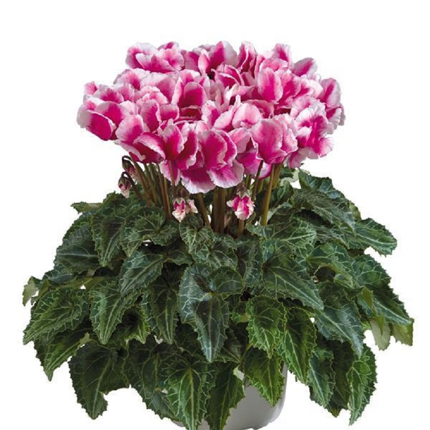 Cyclamen Seeds 15 Seeds Cyclamen Abanico Select Magenta Flower Seeds