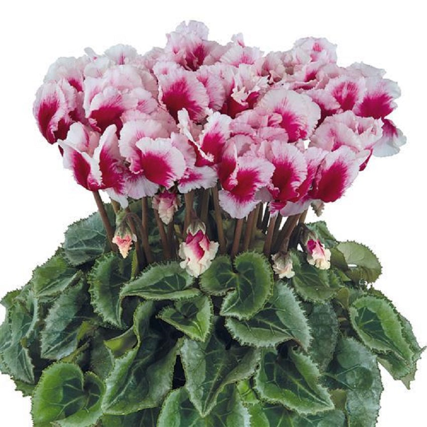 Cyclamen Seeds 15 Seeds Cyclamen Abanico Select Mini Deep Magenta Flower Seeds