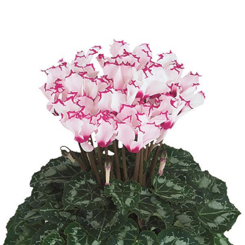 Cyclamen Seeds 15 Seeds Cyclamen Absolu De Morel Flower Seeds