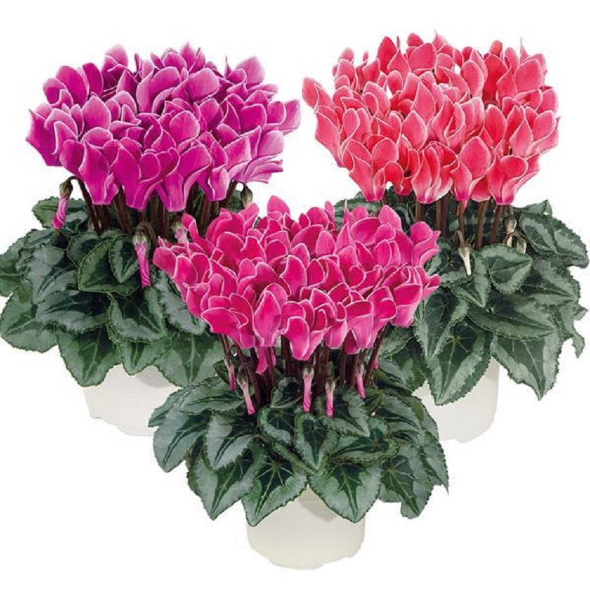 Cyclamen Seeds 15 Seeds Cyclamen Bisous Mix