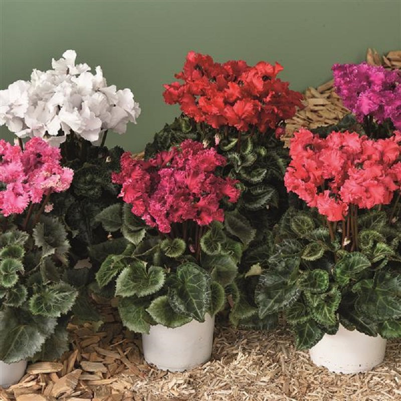 15 Cyclamen Seeds Cyclamen Crispino Mix