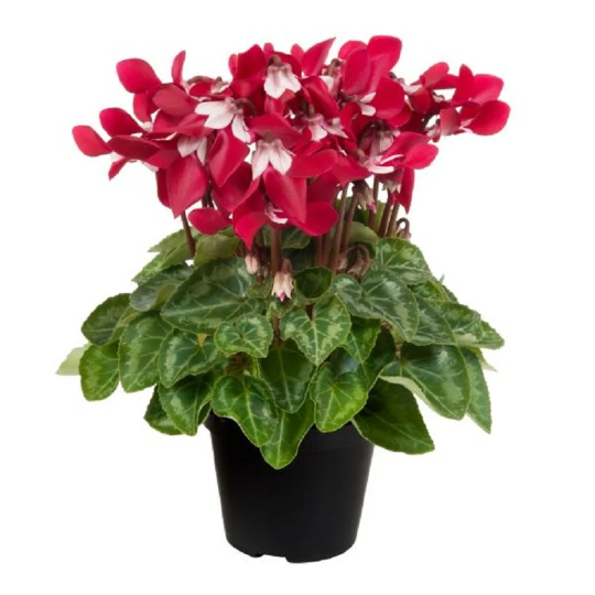 Cyclamen Seeds 15 Seeds Cyclamen Djix Wine Red Super Series Cyclamen